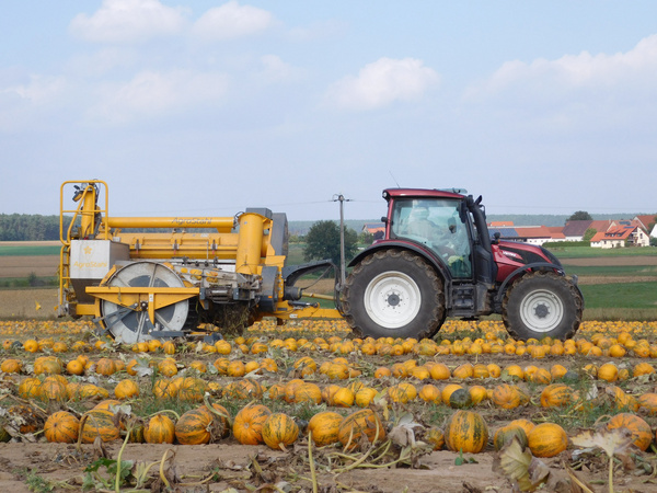 Kürbsernte bei Familie Schnell