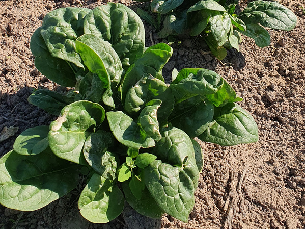 Spinat auf dem Acker