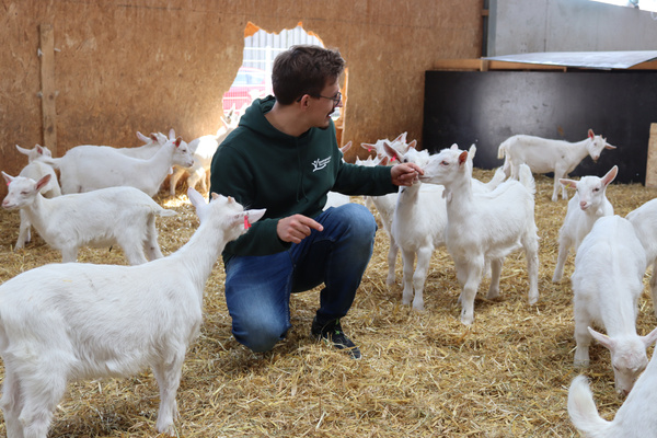 David bei den Zieglein