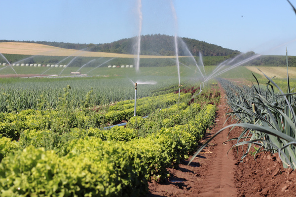 Beregnung eines Ackers mit Salat und Lauch