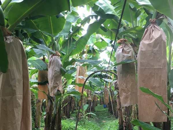 Bananenplantage mit Papiertüten 