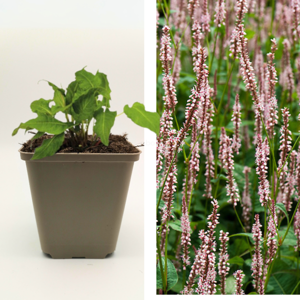 Produktfoto zu Kerzenknöterich 'Roseum'