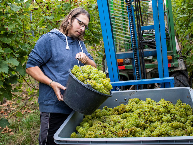 Stefan Hofmann bei der Weinlese