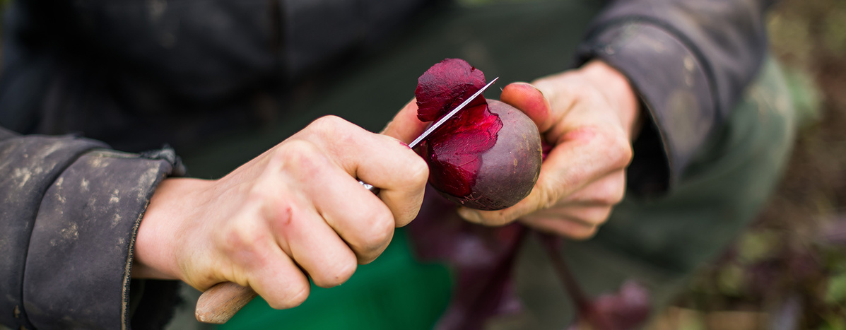 Rote Bete