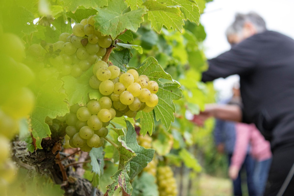 Weinlese beim Winzerhof Hofmann