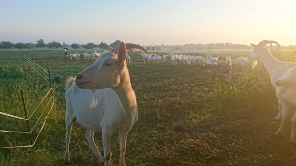 Ziege auf der Weide am Ziegenhof Peters Glück
