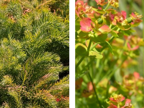 Zypressen Wolfsmilch 'Orange Man'