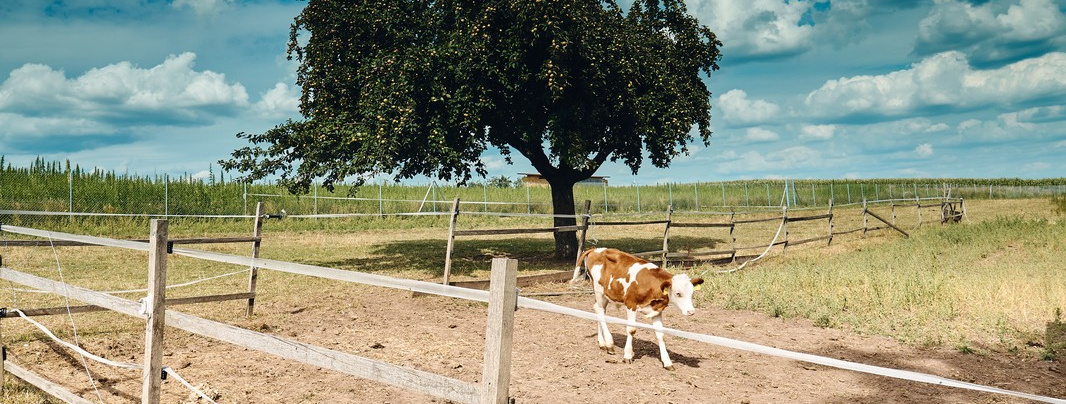 Weide am Biolandhof Fetz