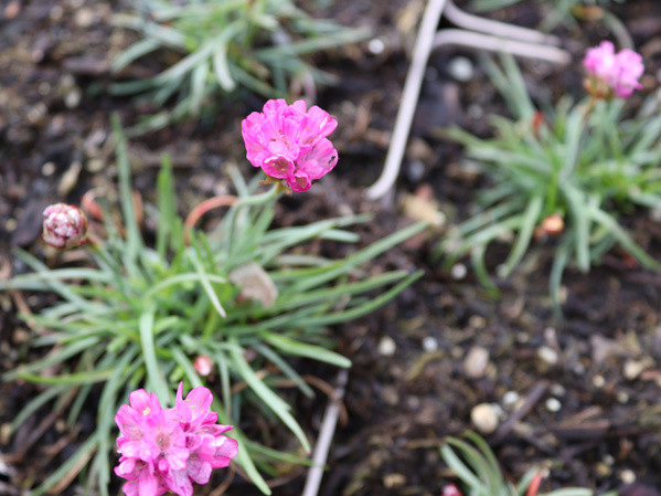 Grasnelke Frühlingszauber
