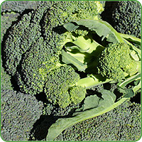 Brokkoli