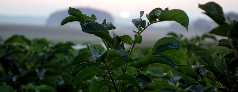 Acker im Sonnenaufgang