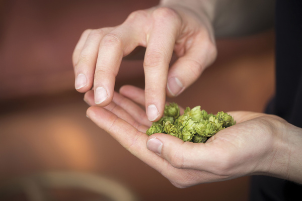 Hand mit Hopfendolden im Sudhaus, Neumarkter Lammsbräu