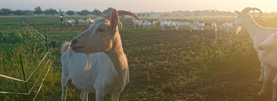 Ziegen auf einer Weide beim Ziegenhof Peters Glück