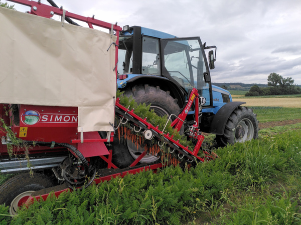 Möhrenernte am Baumannshof-Acker