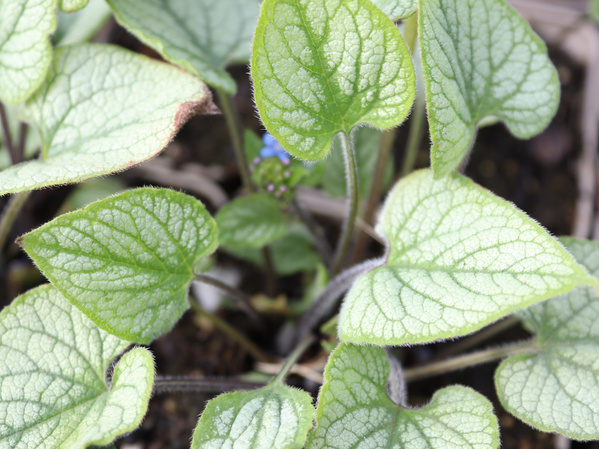 Kaukasus Vergissmeinnicht