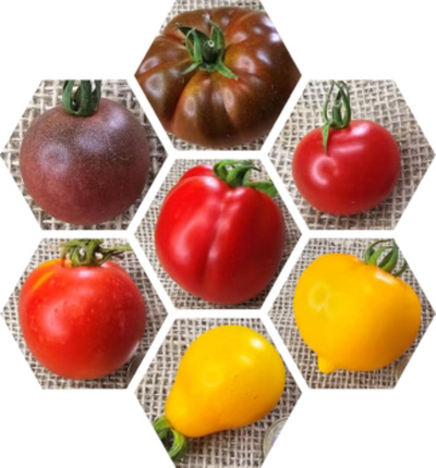 Produktfoto zu Tomatenpflanzen Deutschland schwarz rot gold 6er