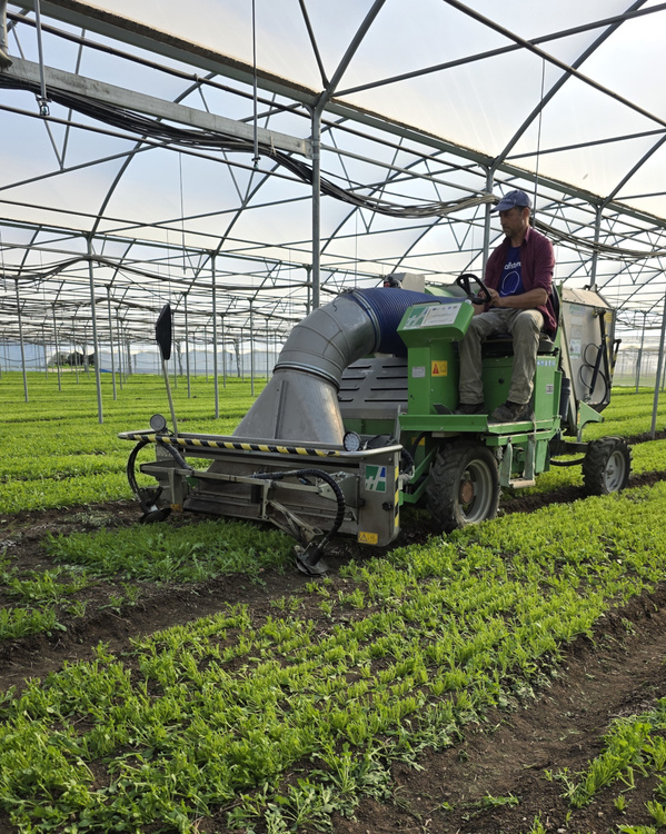 Salatfeld von Caliere Mellone aus Italien