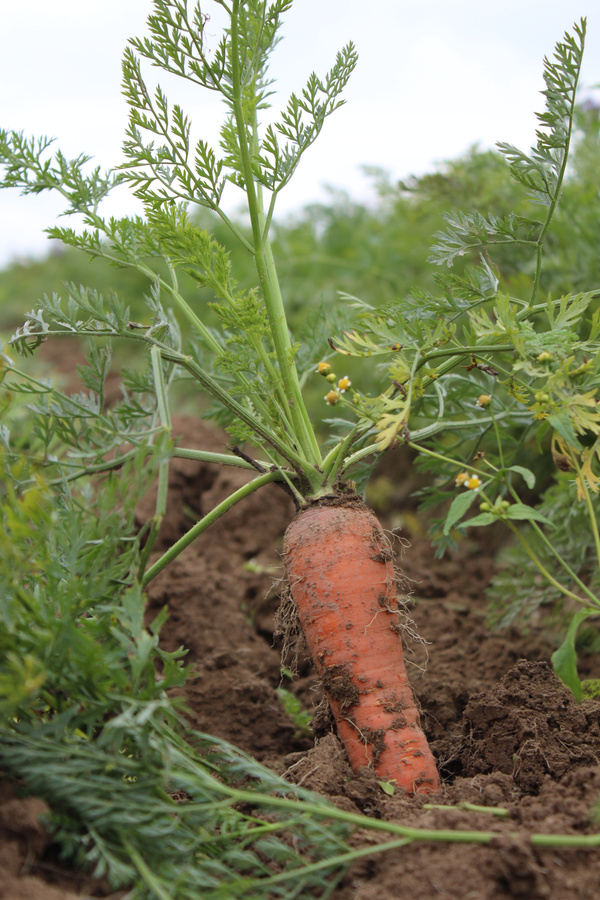 Karotte am Baumannshof Acker