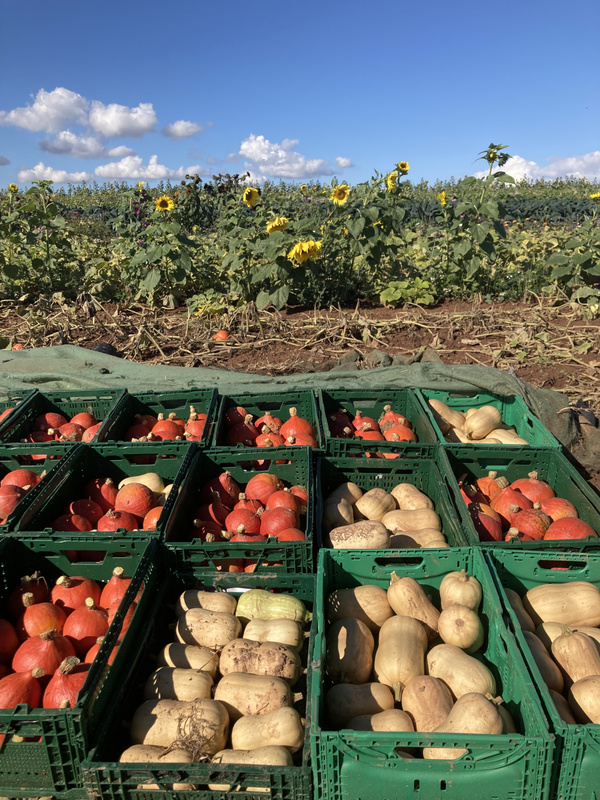 Kürbisse in grüner Kiste auf dem Acker