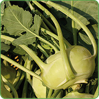 Kohlrabi