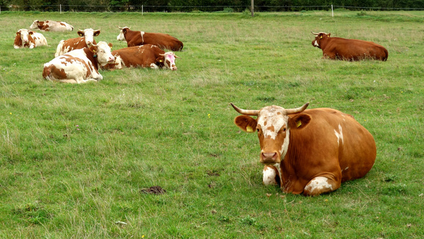 Kühe auf der Weide beim Biolandhof Zeller
