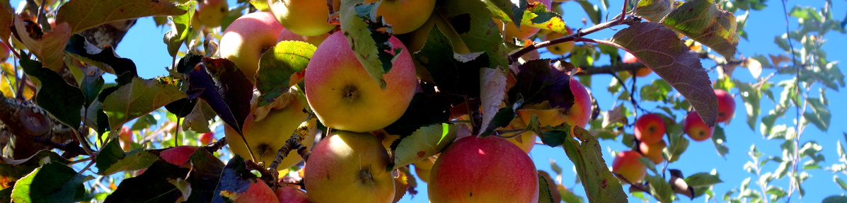 Apfel hängen an einem Baum, blauer Himmel 