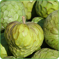 Cherimoya