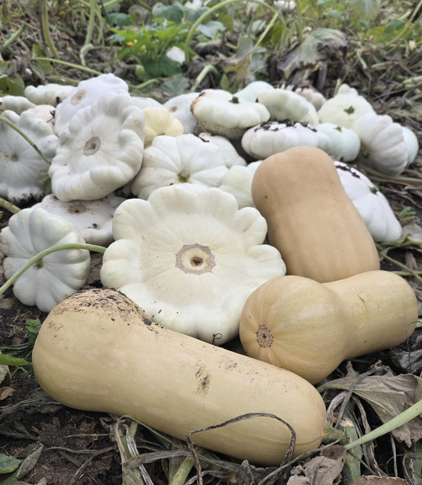 Butternut und Ufo-Kürbisse auf dem Acker der Familie Zeller