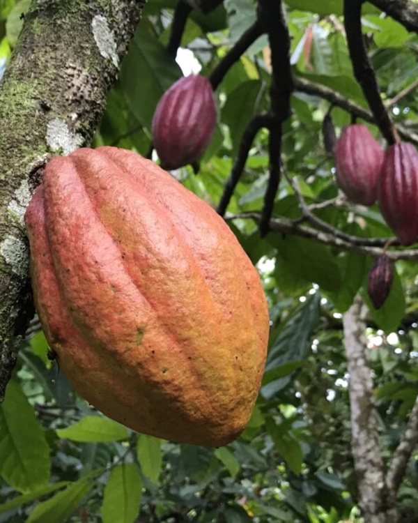 Kakao Bohnen am Baum