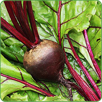 Rote Bete
