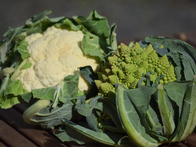 Blumenkohl und Blumenkohl Romanesco
