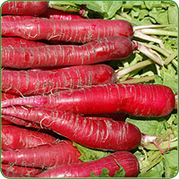 Rettich rot