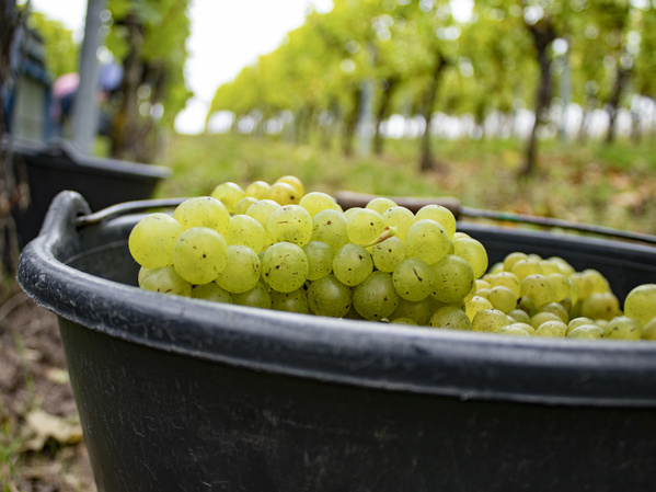 gelesene Weintrauben in Eimer 