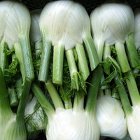 Fenchel mit Grün