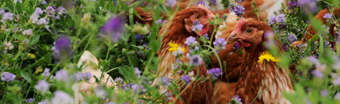 Hühner auf einer Blumenwiese