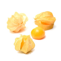 Physalis