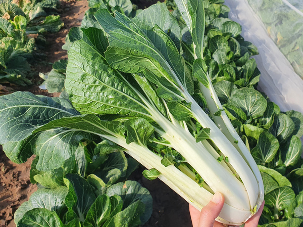 Pak Choi