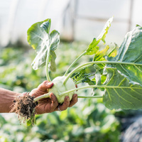 Kohlrabi