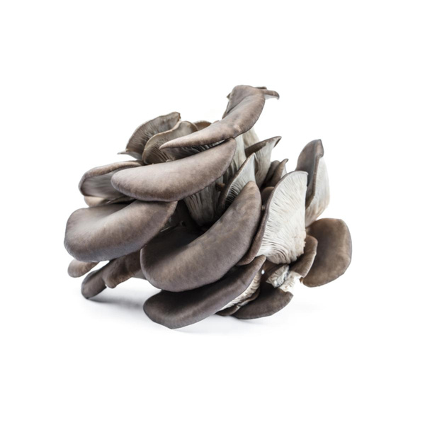 Produktfoto zu Pilze: Black Pearl 200g