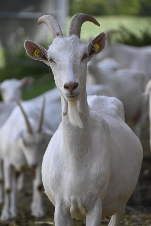 Ziege am Ziegenhof Peters Glück