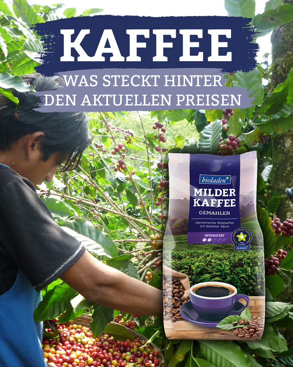 Kaffeepackung vor dem Bild aus einer Kaffeeplantage