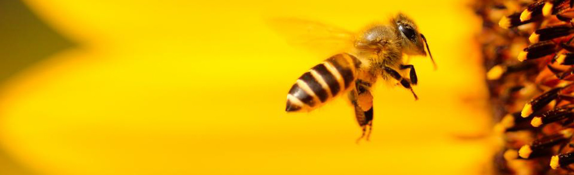 Biene fliegt auf eine Sonnenblume zu