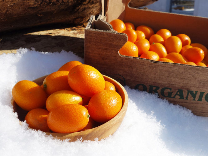 Kumquats im Schnee