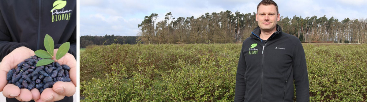 Michael Decker auf seinem Feld mit Haskap-Beeren