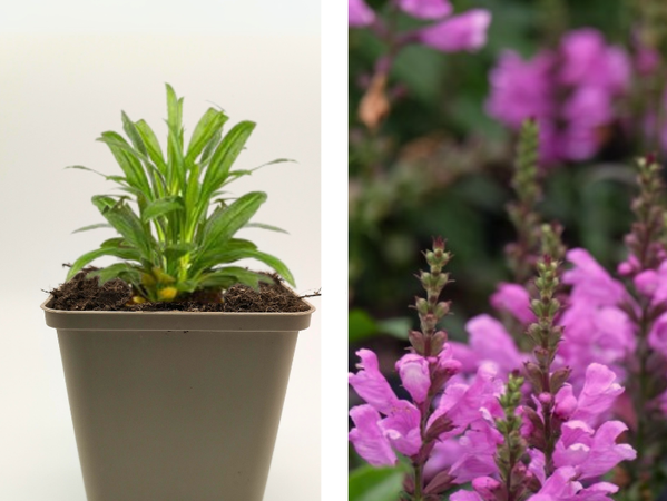 Gelenkblume 'Red Beauty'