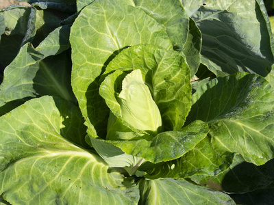 Spitzkohlpflanze auf einem Acker