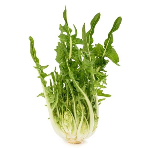 Produktfoto zu Puntarelle
