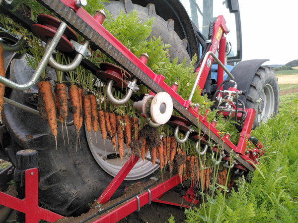 Möhrenernte am Baumannshof-Acker