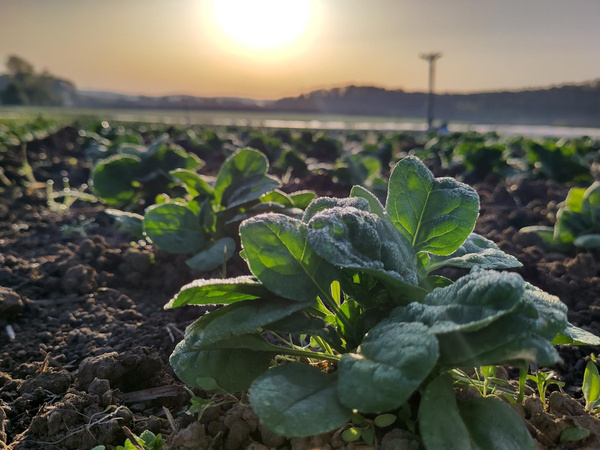 Sonnenaufgang über dem Acker