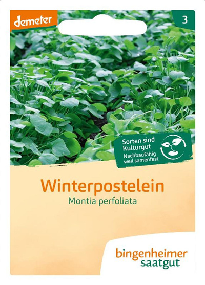 Produktfoto zu Saatgut Winterpostelein
